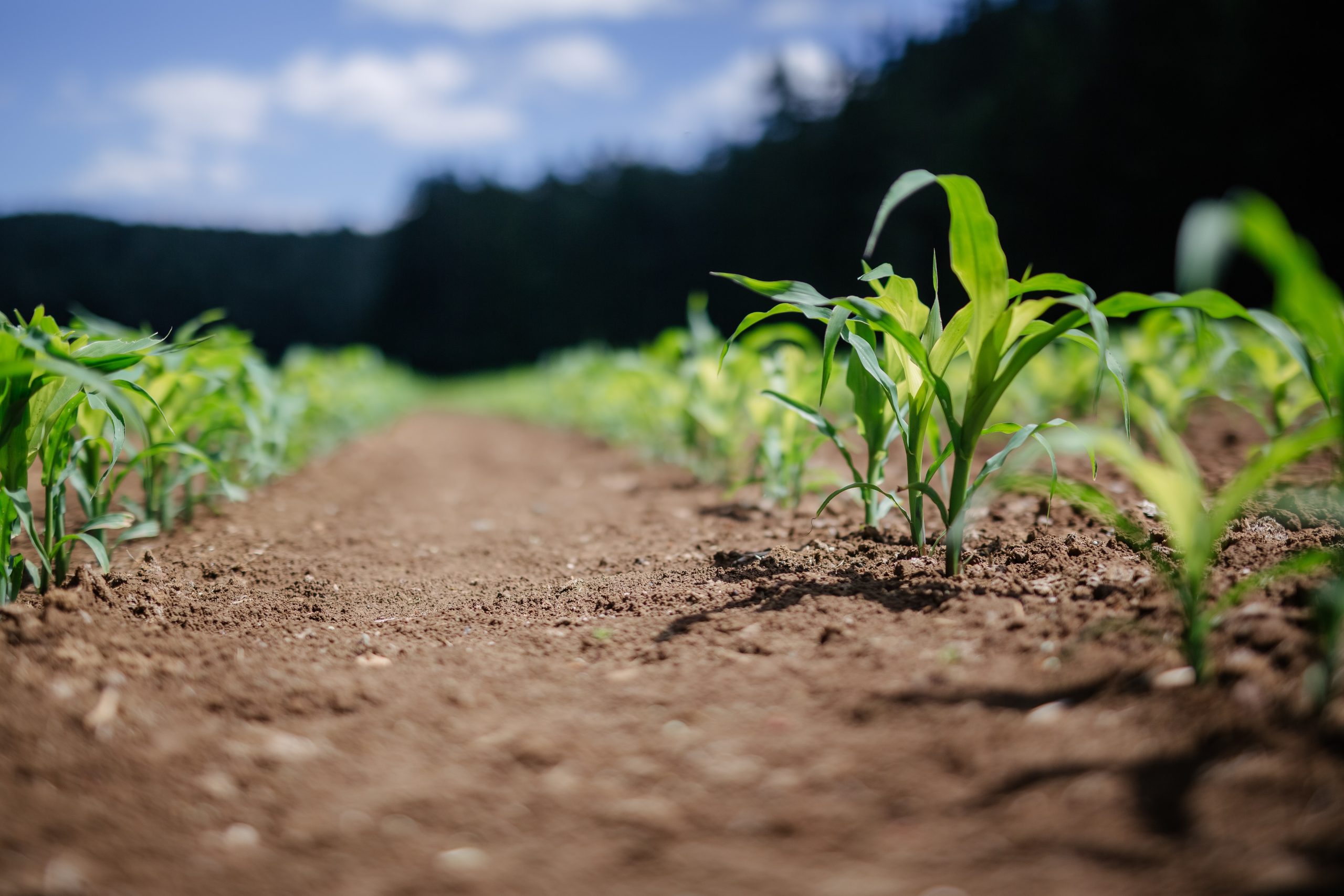 Organic farmland